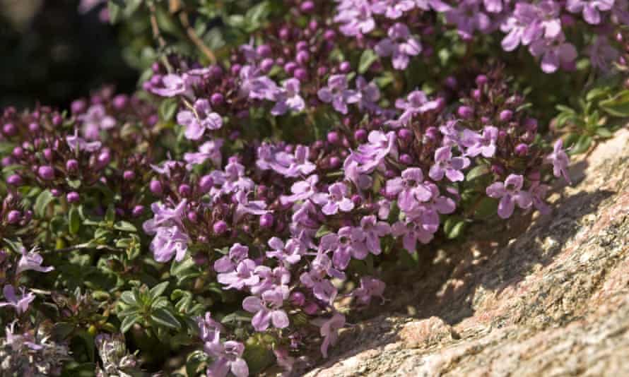 Caraway–scented thymus herba-barona.