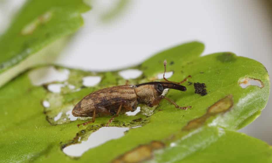 A South American weevil