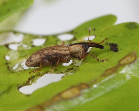Crayfish, weevils and fungi released in UK to tackle invasive species such as Japanese knotweed