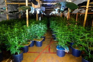 Cannabis plants found inside the leisure centre.