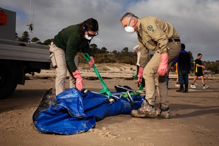 A dolphin is wrapped in a body bag and hauled away by Marine officers on Seacliff Beach