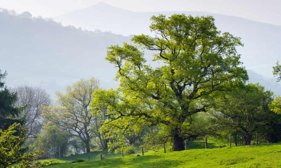 Oak tree with Sugar Loaf (Y Fal) in background, near Crickhowell, Powys, Wales.