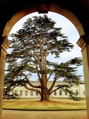 Woburn, UK ‘A fabulous tree at Woburn Abbey pictured through an arch.’