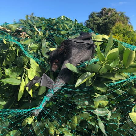 Flying foxes caught in fruit tree netting