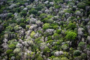 February 4th, 2017. Amazon rainforest 60 miles southwest of Macapá, Brazil