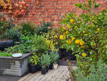 A backyard garden with a lemon tree and raised vegetable planters
