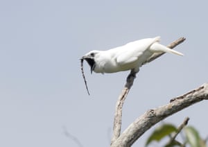 Male white bellbird