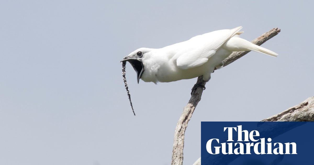 Free Internet Calls USA: “White bellbird: listen to the ... Free Internet Calls USA: “White bellbird: listen to the ... -