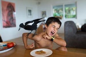 A photo from ‘Penguin Bloom’ – a book about an injured magpie who lived with a family in Australia