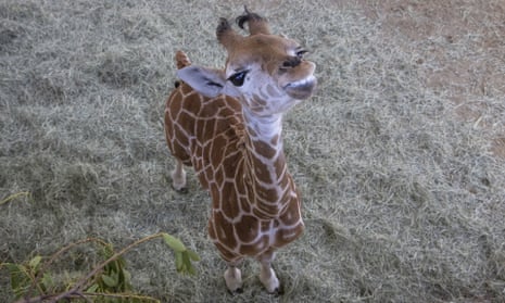 Msituni, the giraffe calf born with a disorder that caused her legs to bend the wrong way, at the San Diego Zoo Safari Park in Escondido.