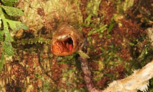Gastrodia agnicellus, the ‘ugliest orchid in the world’.