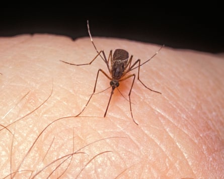 Mosquito sucking blood on human hand