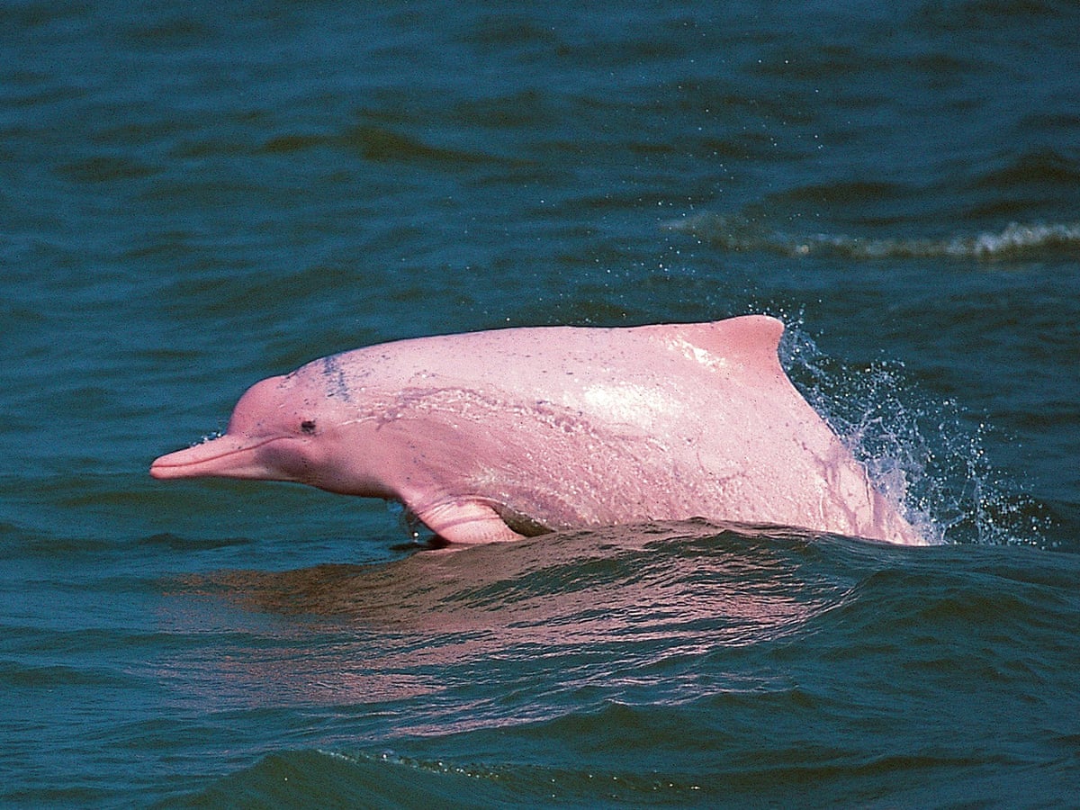 Hong Kong's 'pink' dolphins under threat from airport and Macau bridge | Conservation | The Guardian