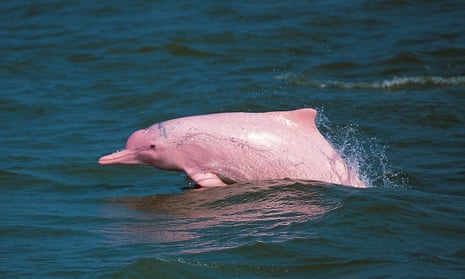 A rare pink dolphin frolics in Hong Kong waters. 