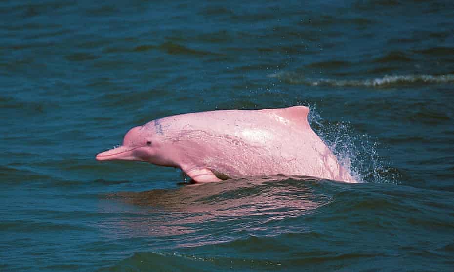 A rare pink dolphin frolics in Hong Kong waters. 
