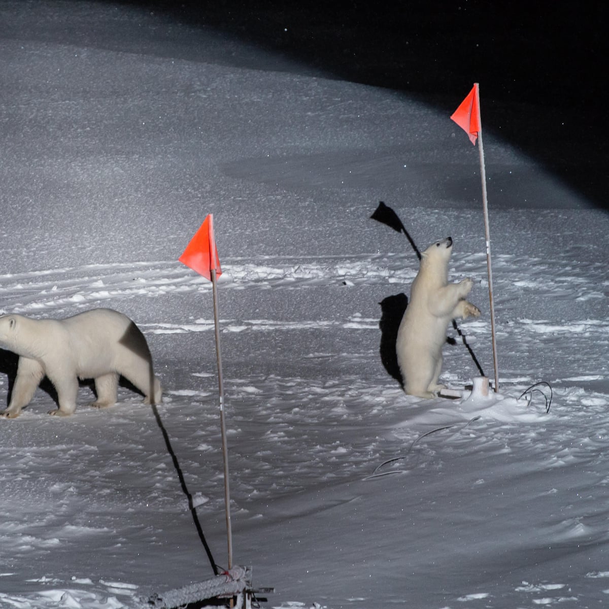 Two Polar Bears Come Sniffing In The Arctic Night Esther Horvath S Best Photograph Photography The Guardian Two Polar Bears Come Sniffing In The Arctic Night Esther Horvath S Best Photograph Photography The Guardian