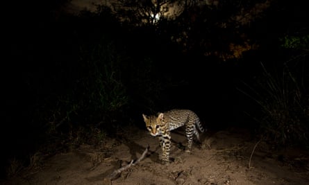 A small spotted wildcat glows brightly in the surrounding darkness, with a white moon above.