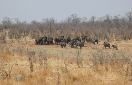 Elephants clustered around a water outlet at Tshompani Pan in Hwange national park.