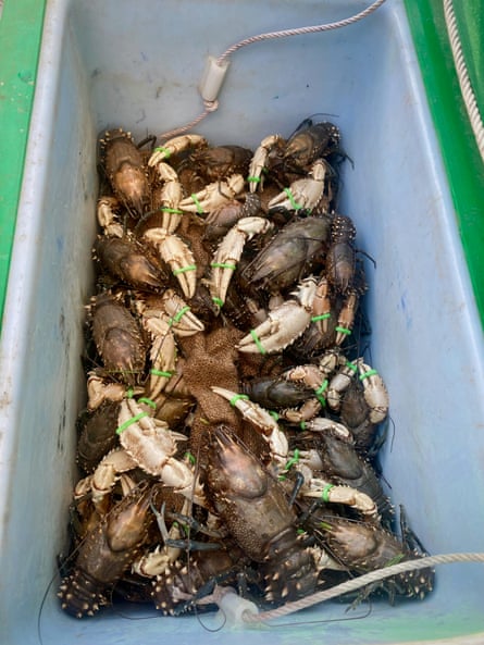 Rescued Murray crayfish will be released once water quality in the Murray River improves. Swan Hill, NSW.