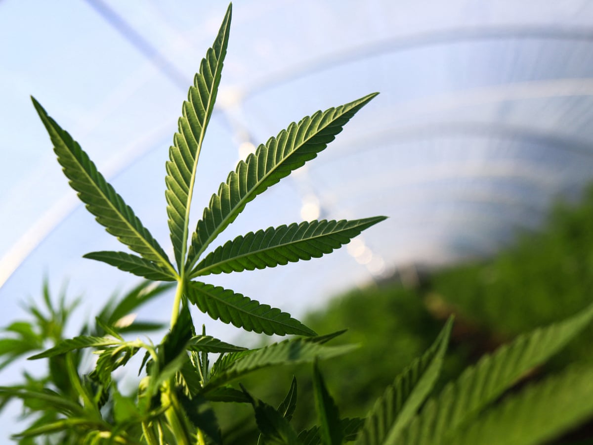Legalising cannabis in Australia: how would it work and is there a catch? | Australian politics | The Guardian