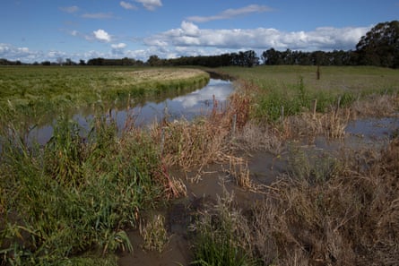 A wheat crop north of Shepparton. ‘As soon as it starts to get a bit dry it’s wet again’: Russell Tait said.