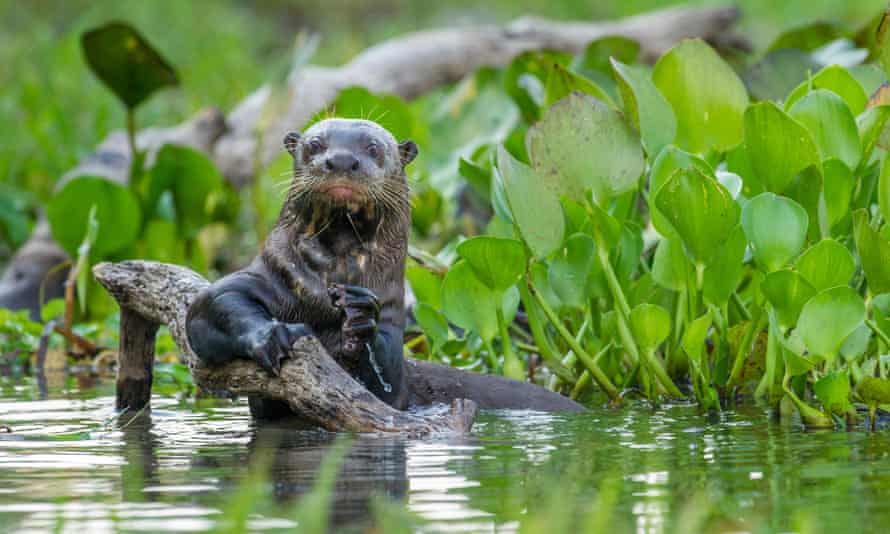 An otter in a lagoon, holding a branch