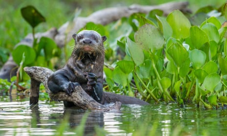 An otter in a lagoon, holding a branch