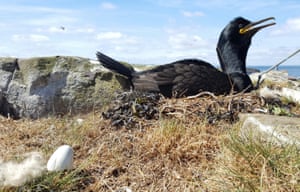 A new arrival for Ronald the shag who nests right next to the main jetty on Staple Island