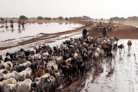 Sheep are herded along a flooded road