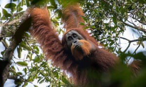 the Tapanuli orangutan, endangered as soon as it was recognised.