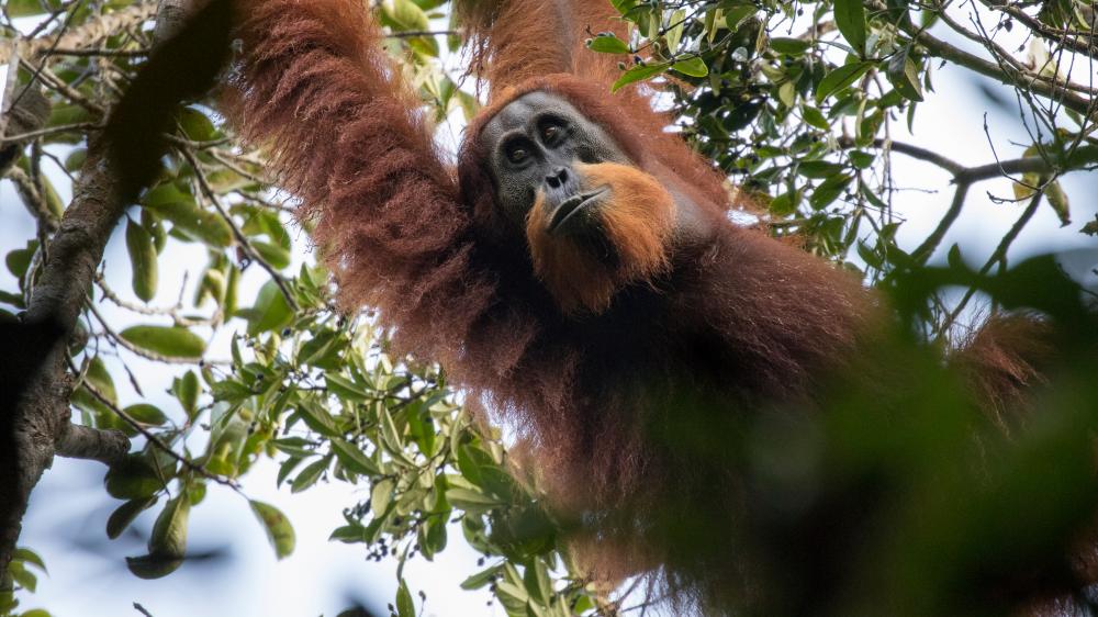 What we know about the new species of orangutan discovered in northern Sumatra - video