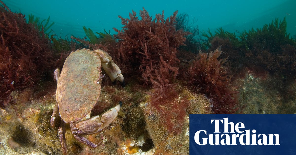 England's new marine conservation zones – in pictures | Environment