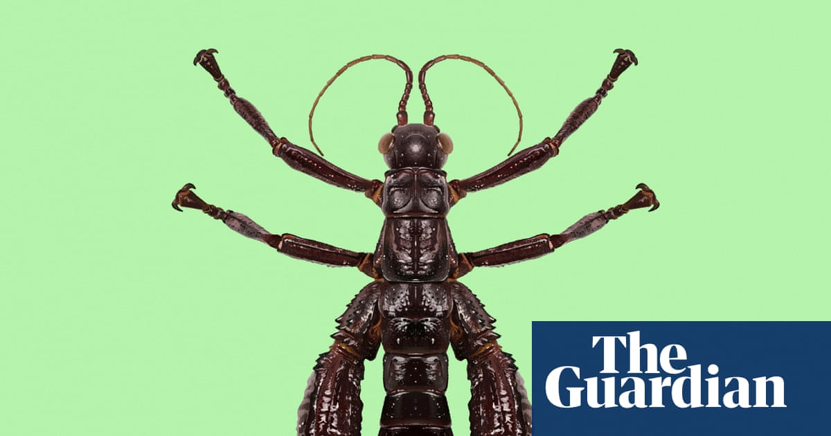 ‘Walking sausage’: the giant stick insect that proves it’s not over till we give up