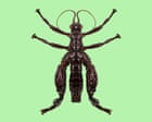 ‘Walking sausage’: the giant stick insect that proves it’s not over till we give up