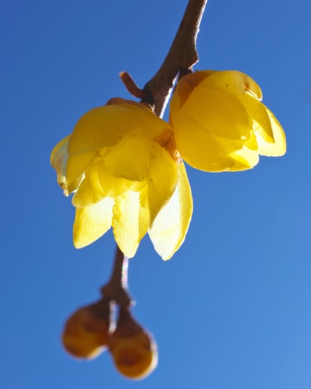 ‘Wintersweet erupts into waxy yellow flowers with a scent to stop you in your tracks’.