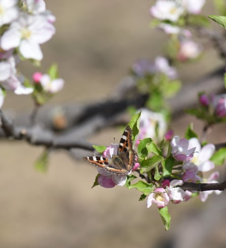 A butterfly perches on a pink blossom.