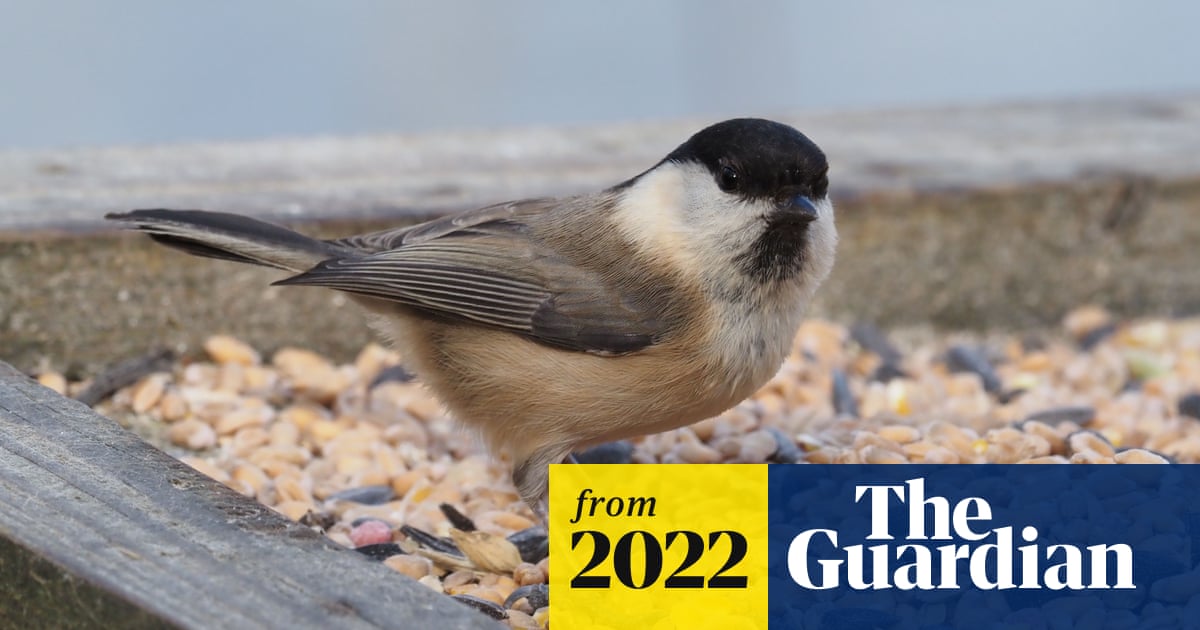 Ivel Valley Wild Bird Food  The Ultimate Bird Guide: British Tit