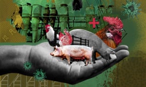 the guardian - factory-farms-pandemic-risk-covid-animal-human-health https://www.theguardian.com/commentisfree/2020/apr/20/factory-farms-pandemic-risk-covid-animal-human-health