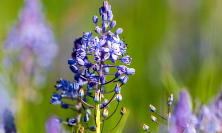 The flowers of the Scilla litardierei, the amethyst meadow squill or Dalmatian scilla