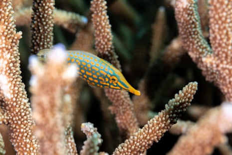 An orange spot filefish hiding between coral branches off Fiji