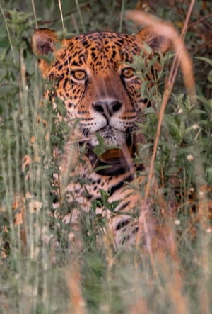 Uma onça-pintada de cinco anos após sua soltura de volta na natureza no parque nacional Iberá