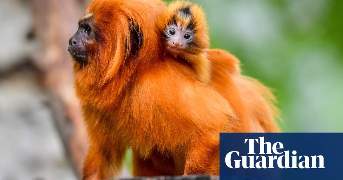 Baby Monkeys And A Trump Waxwork Monday S Top Photos News The Guardian Baby Monkeys And A Trump Waxwork Monday S Top Photos News The Guardian