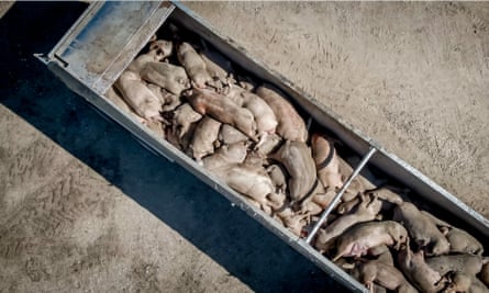 A closeup shot of a semi-trailer filled with dead pigs.