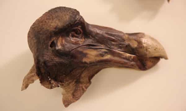photo Dodo Picture Real murder most fowl oxford dodo shot in