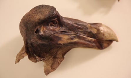 The head and some of the remaining skin tissue of the Oxford dodo
