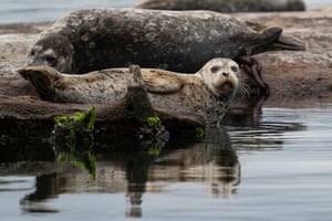 Seals rest on a breakwater log near the Boston Harbor Marina in Olympia, Washington, US