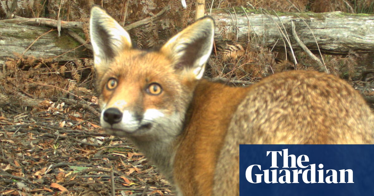 ‘We cannot accept foxes as part of our landscape’: the plan to save Australia’s threatened wildlife