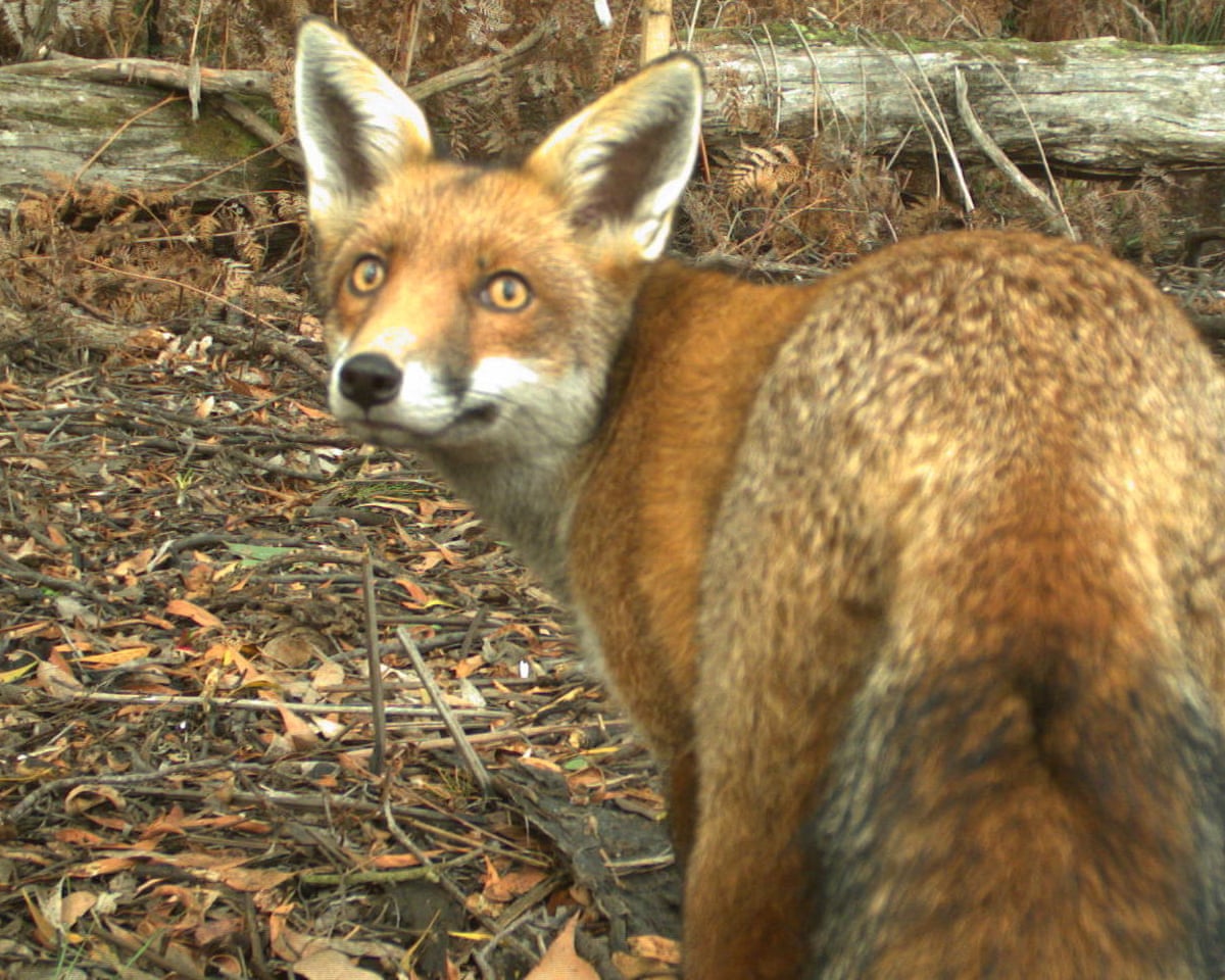 L'Australie veut freiner la prédation des renards