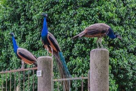 Three peacocks sit on top of a fence in the town.