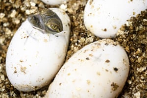 Um crocodilo da África Ocidental para incubação